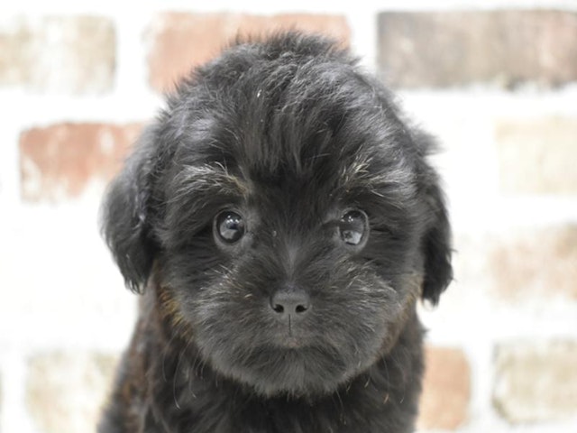 静岡県のハーフ犬・ミックス犬 (ペッツワン浜松雄踏店/2024年7月29日生まれ/女の子/ブラックタン)の子犬